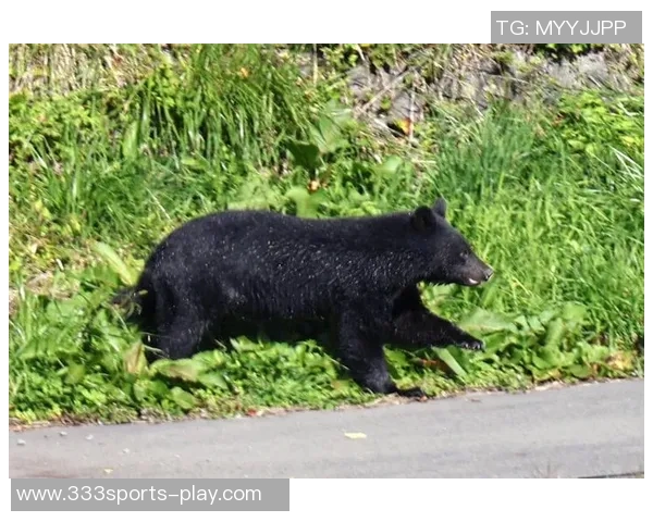 熊类踪迹现身草坪日本J3福岛联决定暂停球迷参观活动 熊类踪迹现身草坪日本J3福岛联决定暂停球迷参观活动